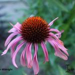 Echinacea purpurea 'After Midnight' - 