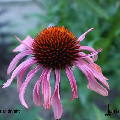 Echinacea purpurea 'After Midnight' - 