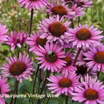 Echinacea purpurea 'Vintage Wine'