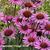 Echinacea purpurea 'Vintage Wine'