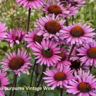 Echinacea purpurea 'Vintage Wine' - 