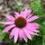 Echinacea purpurea 'Mistral'