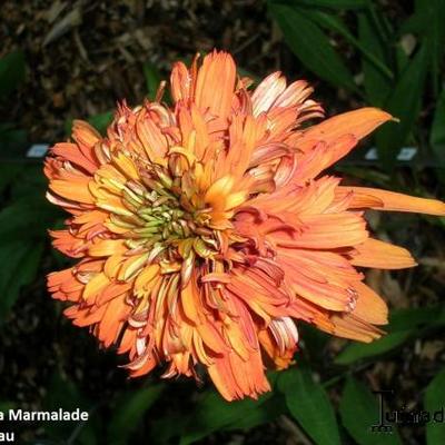 Echinacea purpurea 'Marmalade' - 