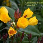Oenothera - Oenothera - Nachtkerzen