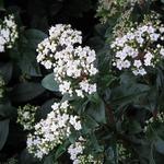 Viburnum tinus - Lorbeerblättriger Schneeball - Viburnum tinus