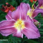 Hemerocallis 'Plum Beauty' - 