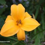 Hemerocallis 'Treasure Gold' - 