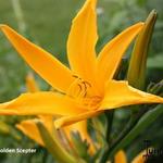 Hemerocallis 'Golden Scepter' - 