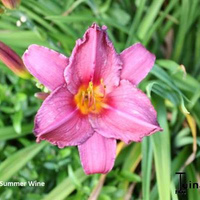 Hemerocallis 'Summer Wine' - 