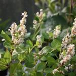 Persicaria hybride 'Kahil' - 