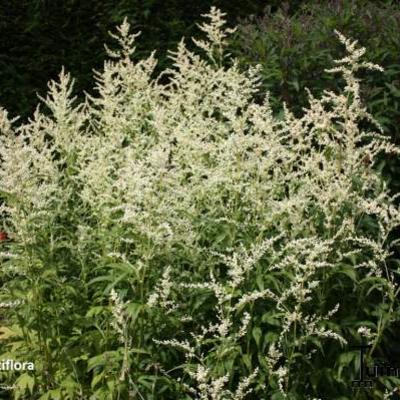 Weisser China-Beifuss - Artemisia lactiflora