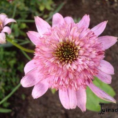Echinacea purpurea 'SECRET Romance' - 