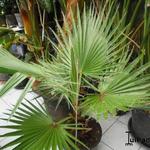 Washingtonia filifera - Washingtonia filifera - palmier à jupons