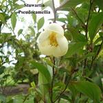 Stewartia pseudocamellia - Japanische Scheinkamelie