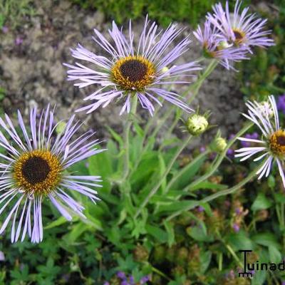 Aster diplostephioides - 