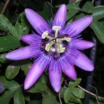 Passiflora 'Amethyst' - Passiflora 'Amethyst' - 
