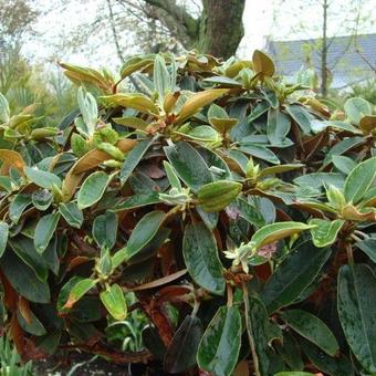 Rhododendron pachysanthum