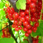 Rote Johannisbeere - Ribes rubrum (rode bes)