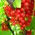 Ribes rubrum (rode bes)