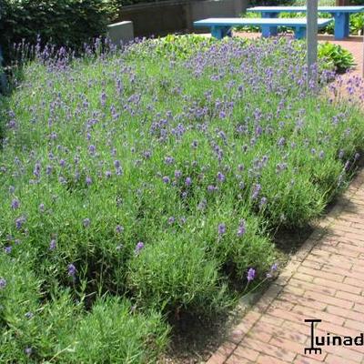Lavandula angustifolia - Echter Lavendel