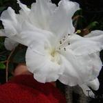 Rhododendron fragrantissima - 