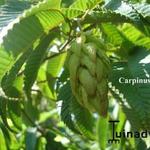 Carpinus japonica  - Japanische Hainbuche