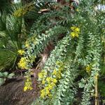 Acacia cultriformis - Acacia cultriformis - Messerblatt-Akazie