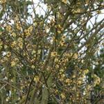 Corylopsis pauciflora - Corylopsis pauciflora - Armblütige Scheinhasel