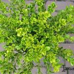 Buxus microphylla 'Peergold' - Buxus microphylla 'Peergold' - 