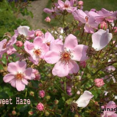Rosa 'Sweet Haze' - 