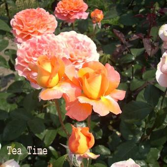 Rosa 'Tea Time'