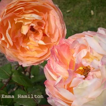 Rosa 'Lady Emma Hamilton'