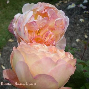 Rosa 'Lady Emma Hamilton'