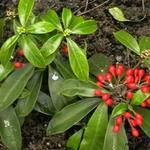 Skimmia japonica subsp. reevesiana - 
