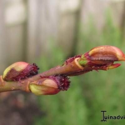 Salix gracilistyla 'Melanostachys' - 