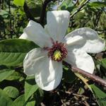 Magnolia wilsonii - Wilsons Magnolie