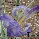 Iris pallida 'Variegata' - Iris pallida 'Variegata' - 