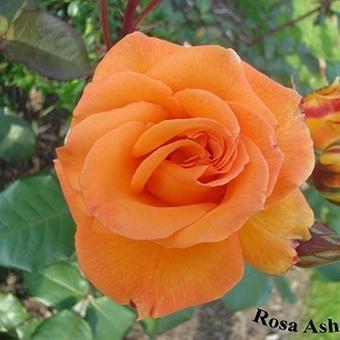 Rosa 'Ashram'