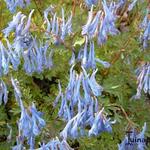 Corydalis flexuosa 'China Blue' - 