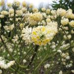Edgeworthia chrysantha - Edgeworthia tomentosa