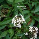 Abelia mosanensis 'Monia' - 