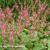 Persicaria amplexicaulis 'High Society'