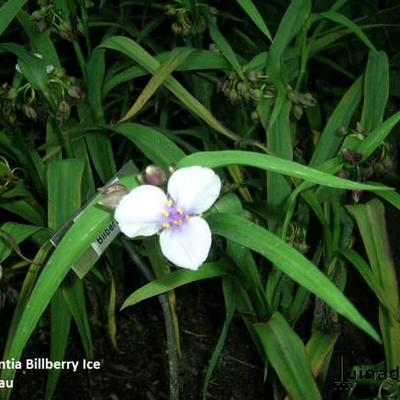 Tradescantia andersoniana 'Bilberry Ice'