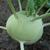 Brassica oleracea gongylodes
