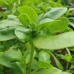 Portulaca oleracea subsp. sativa  - 