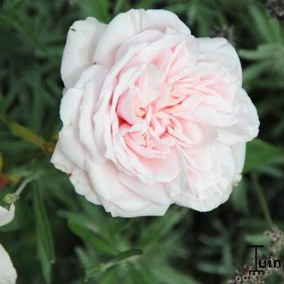 Rosa 'Souvenir De La Malmaison' - 