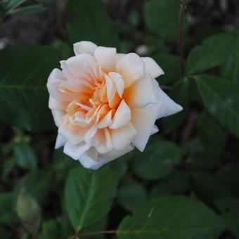 Rosa 'Perle d'Or'
