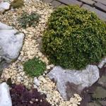 Buxus microphylla 'Curly Locks' - 