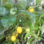 Citrus limon - Citrus limon