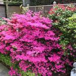 Rhododendron/Azalea - Rhododendron/Azalea